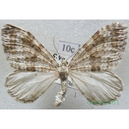 Entephria caesiata (Denis & Schiffermüller, 1775) Czech10c